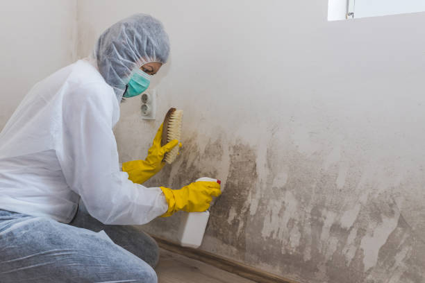 Best Attic Mold Removal  in Patton Village, TX